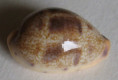 /products/cypraea-walkeri-g-b-sowerby-18325/